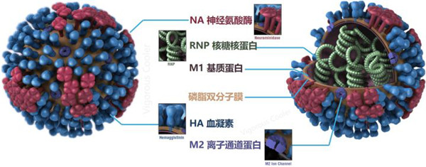 禽流感的最新情况：全球疫情动态及防控策略分析