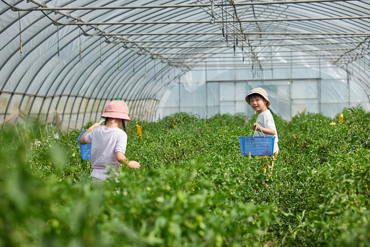 大成赛鸽公棚最新消息：赛鸽市场动态及未来发展趋势预测