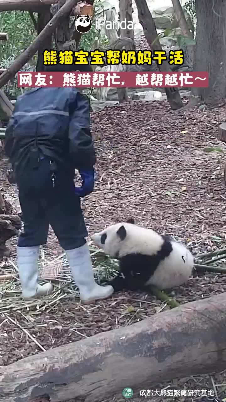 添添熊猫最新状态：健康状况、生活习性及未来发展趋势深度解析