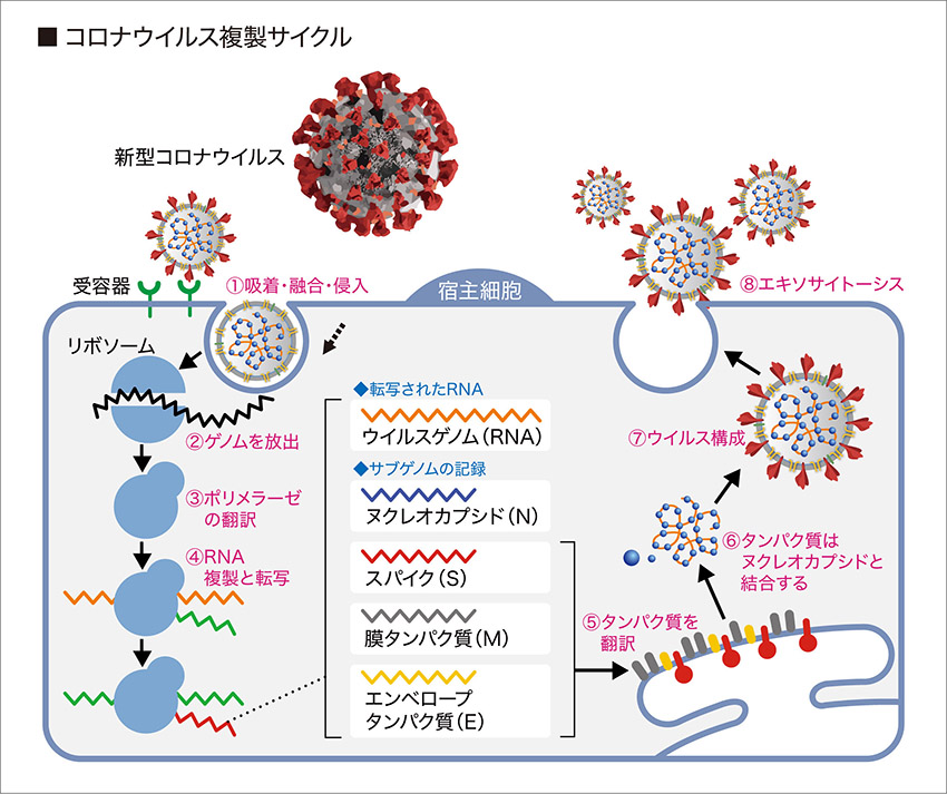 31省份最新疫情通报：数据解读与未来走势预测