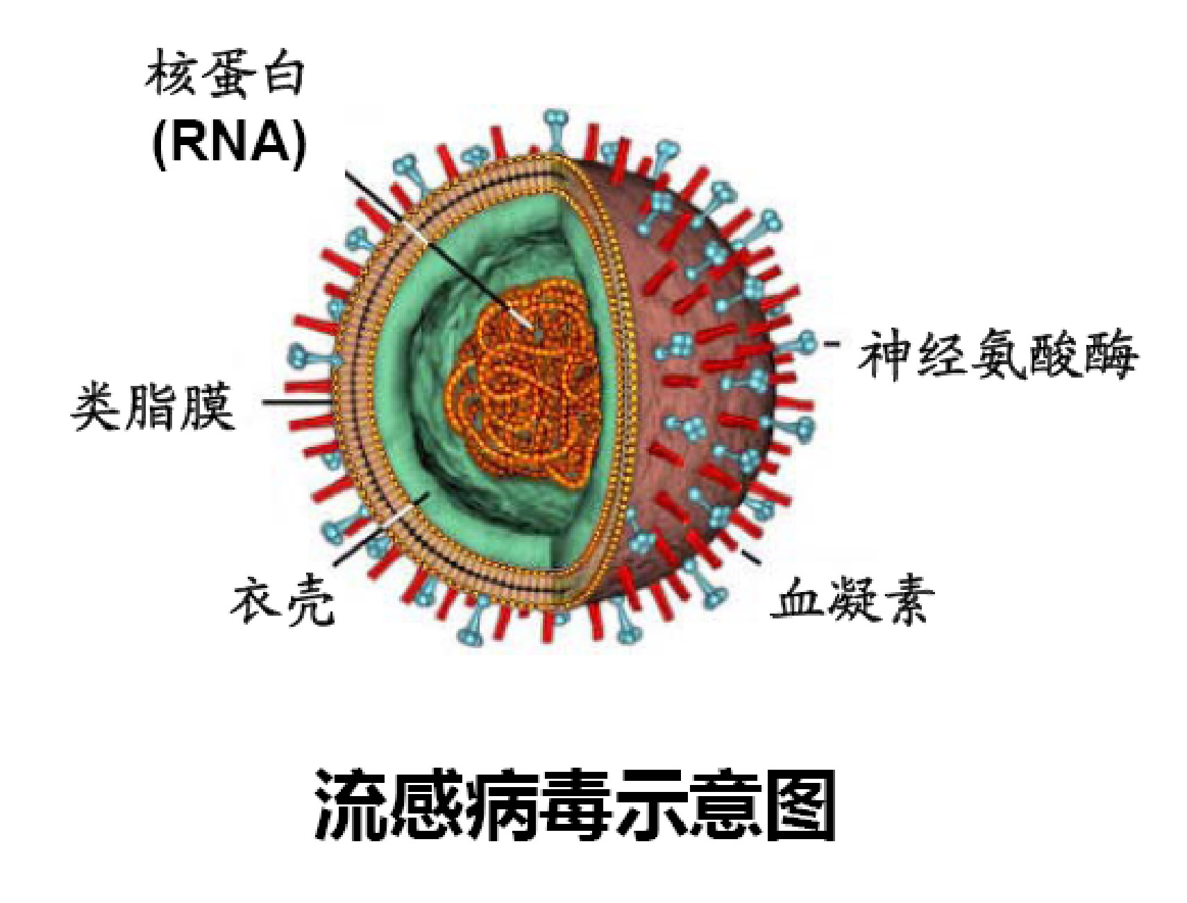 病毒最新名称深度解析：命名规则、潜在风险及未来趋势