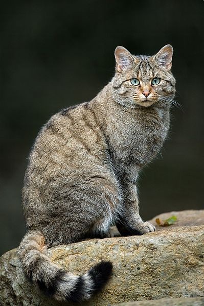 探秘野猫最新网站：发展现状、潜在风险与未来趋势