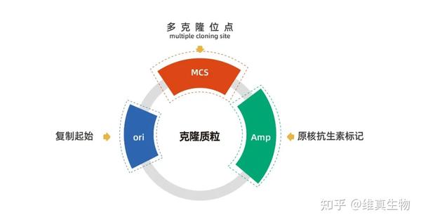 威诗文最新分析：写作技术、体验与发展趋势