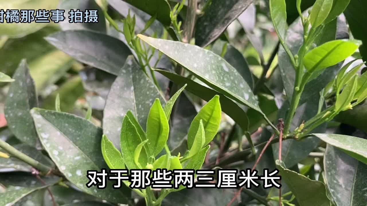 最新型梳果子技术革新：效率提升与未来展望