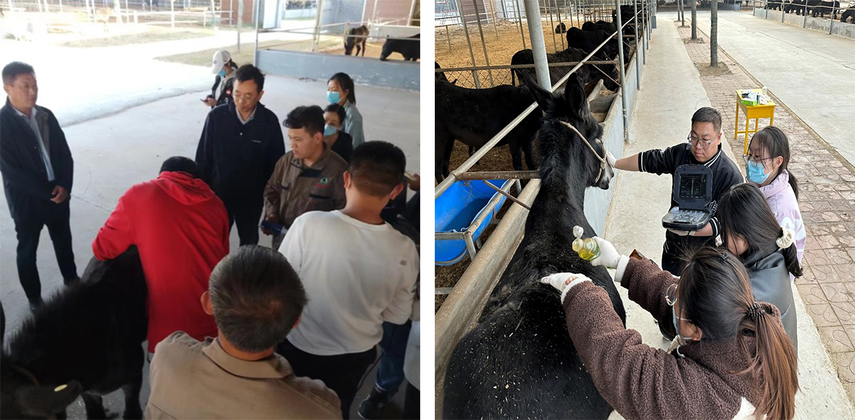 驴子的最新研究：从传统役畜到现代生物资源的跨越