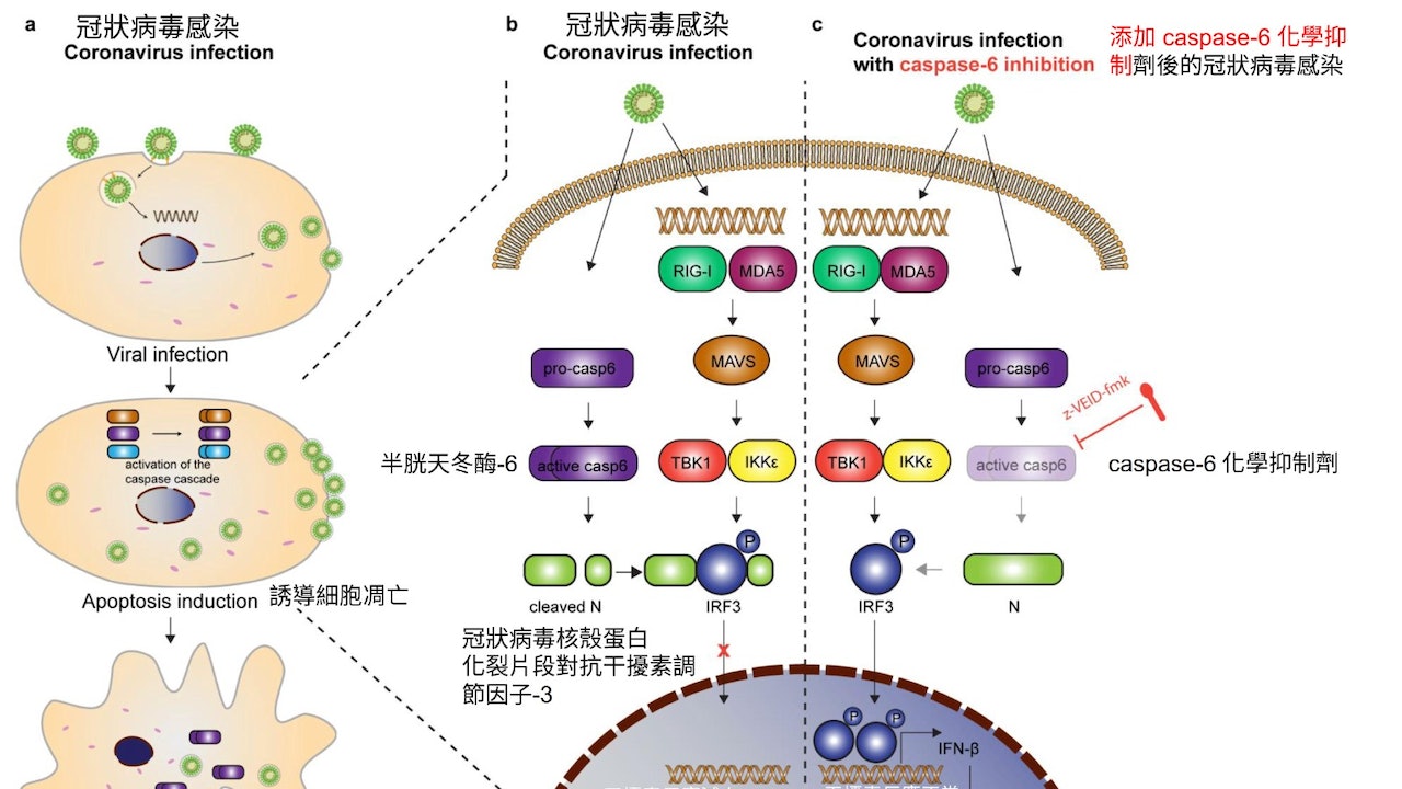 病毒疫情最新分析：发展趋势、危险与对策