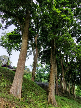 深度解读：最新桢楠法实施细则及对行业的影响