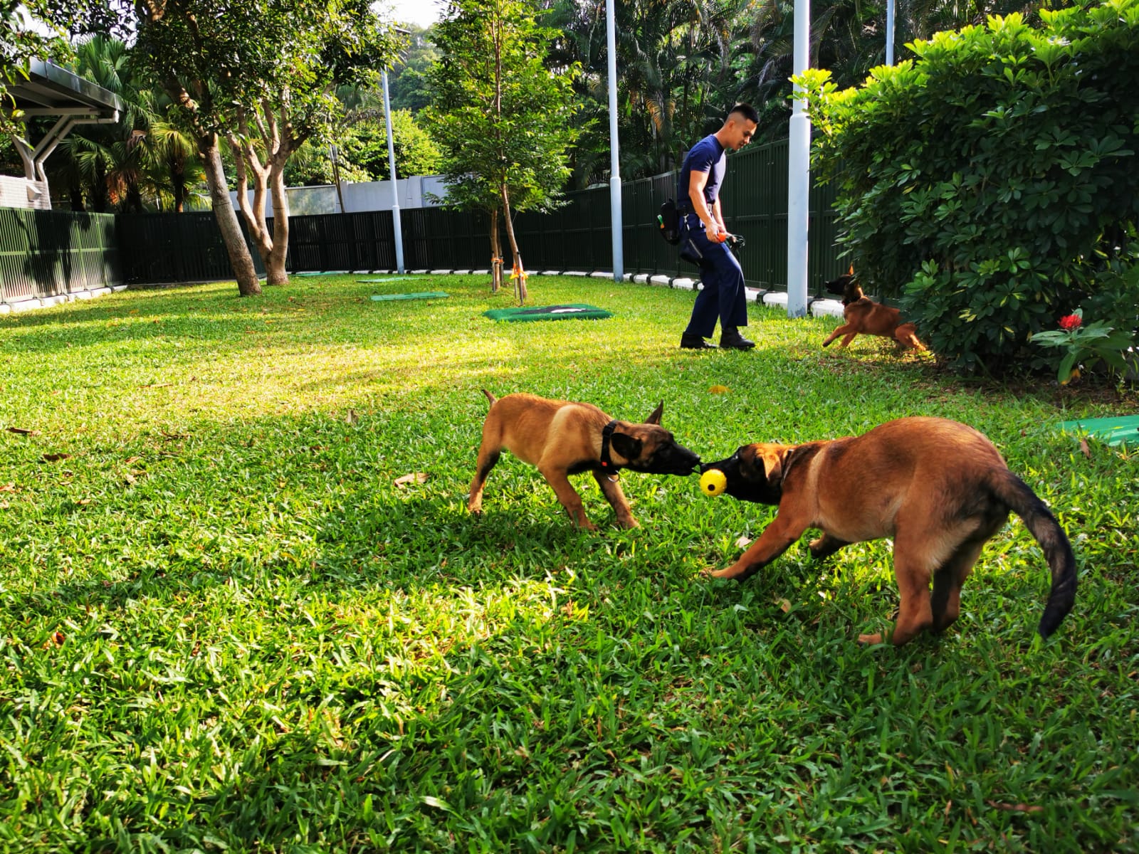 警犬安然最新动态：从功勋警犬到社会影响力，深度解读安然退役后的生活与未来