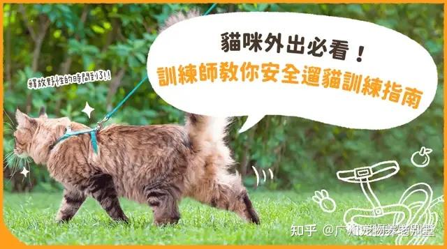 解码猫咪最新路线：行为模式、健康风险与未来趋势