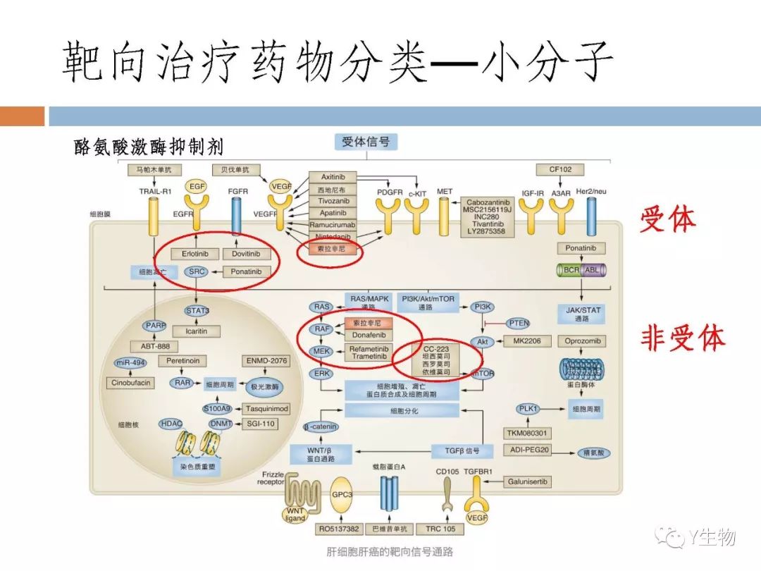 免疫疗法