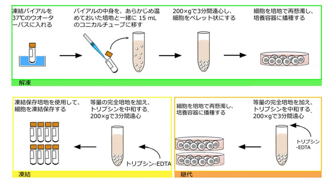 病毒最新状态深度解析：全球疫情动态及未来趋势预测