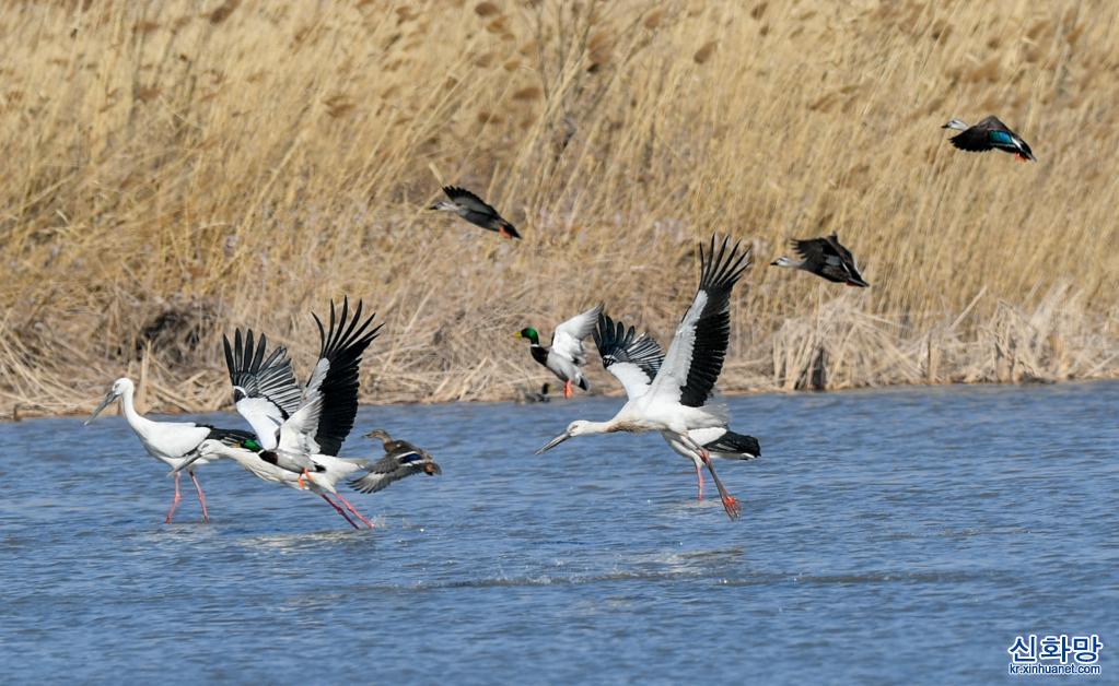 火烈鸟最新研究：揭秘火烈鸟的迁徙、繁殖和保护现状