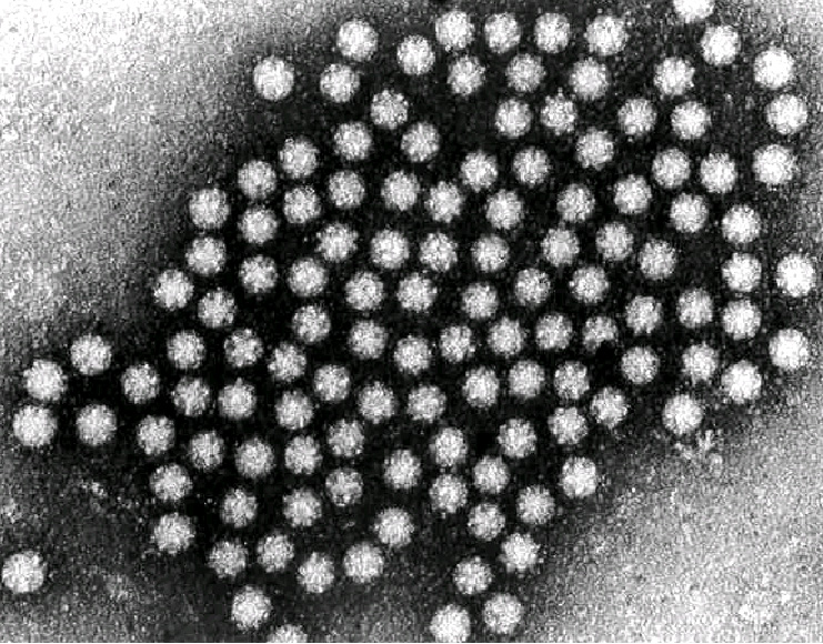 星光肺炎最新研究：疫情发展趋势、防控策略及未来挑战