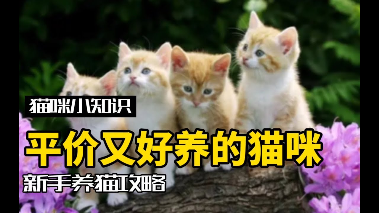 猫咪最新0：品种、健康和饲养指南全解析