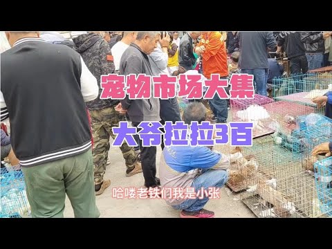 齐拉拉最新动态：深度解析及未来发展趋势预测