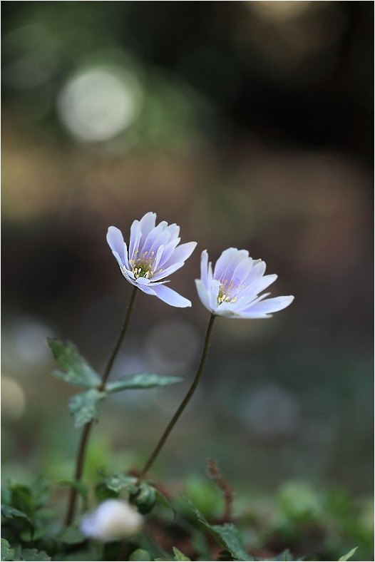 台州最新赏花指南：时尚赏花点和精选赏花方案