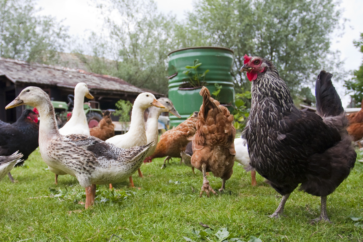 2017全国H7N9禽流感疫情回顾与分析：防控策略及未来展望