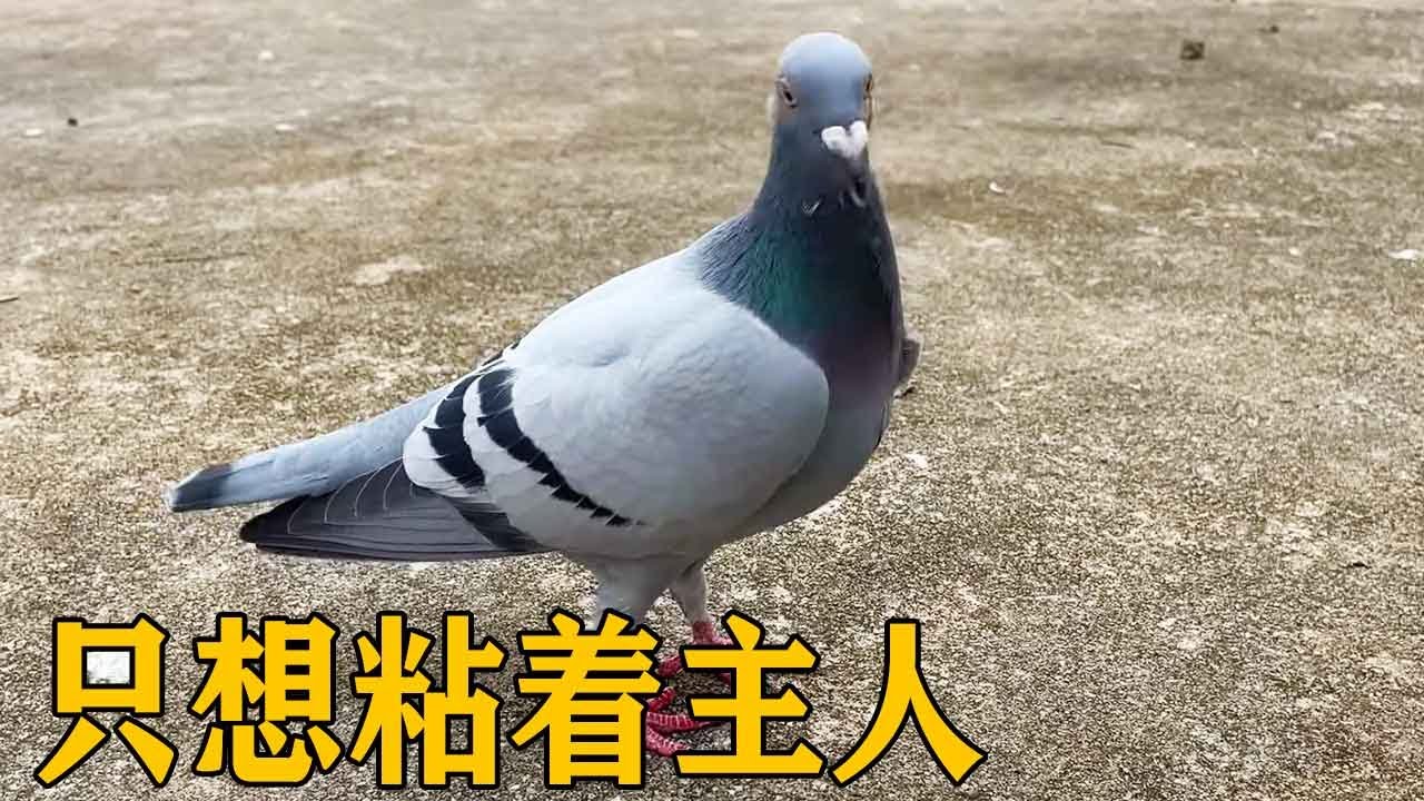 应用软件