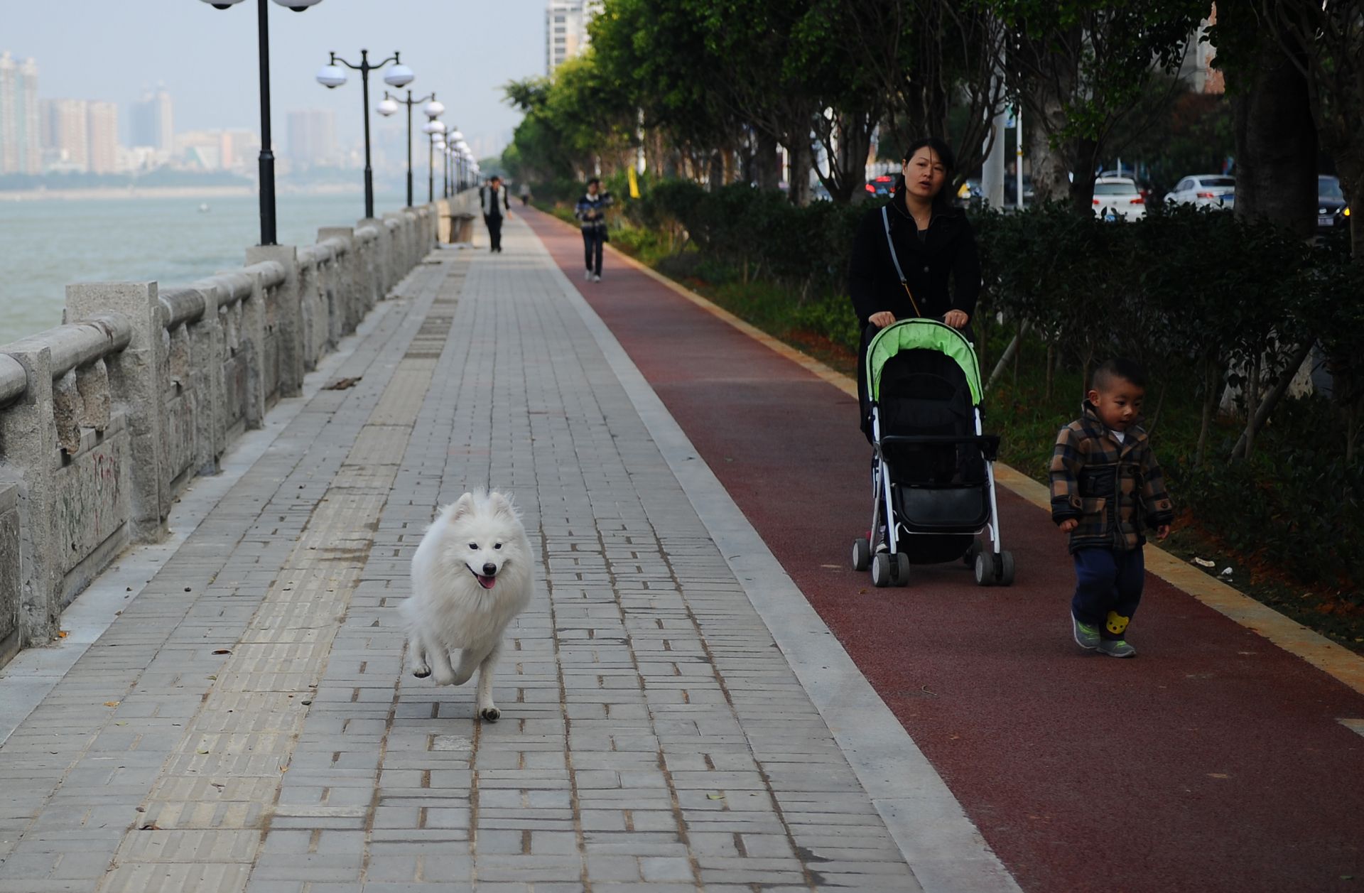 犬路最新：深入分析和趋势预测