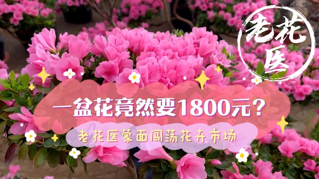 吨花一号最新价格深度解析：市场行情、影响因素及未来走势